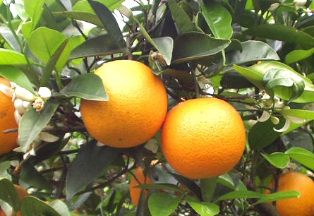 みかんの品種バレンシアオレンジの画像