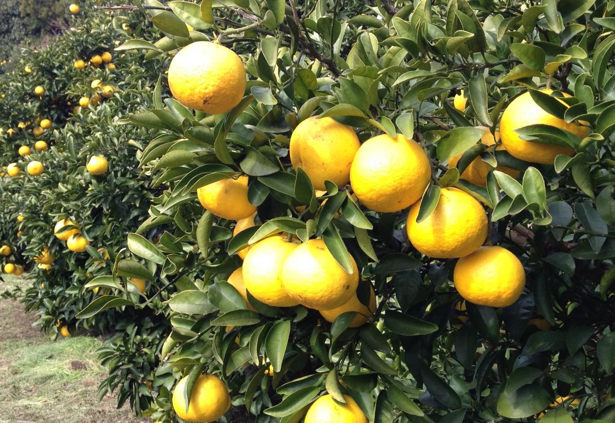 みかんの品種ニューサマーオレンジの画像