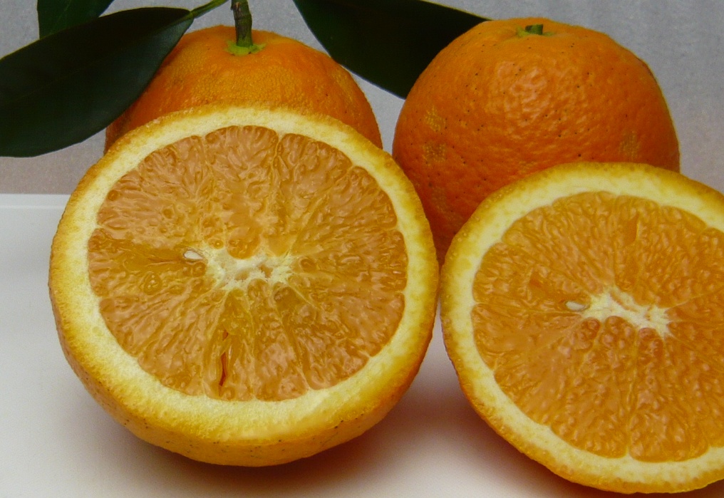 みかんの品種福原オレンジの画像