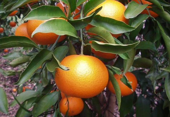 みかんの品種清見オレンジの画像