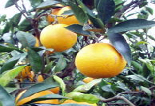みかんの品種のネーブルオレンジ画像